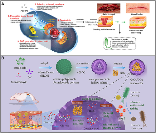 Figure 3 (A) Schematic diagram of the antibacterial mechanism and wound healing mechanism of silver nanomaterials. Exposure to silver nanomaterials (AgNPs) prevents bacterial colonization and inflammation in the wound, thereby promoting wound closure. Adapted with permission from: Lee SH, Jun BH. Silver nanoparticles: synthesis and application for nanomedicine. Int J Mol Sci. 2019;20(4):E865. doi:10.3390/ijms20040865.Citation97 © 2019 by the authors. Licensee MDPI, Basel, Switzerland (http://creativecommons.org/licenses/by/4.0/). And from: Nqakala ZB, Sibuyi NRS, Fadaka AO, Meyer M, Onani MO, Madiehe AM. Advances in nanotechnology towards development of silver nanoparticle-based wound-healing agents. Int J Mol Sci. 2021;22(20):11272. doi:10.3390/ijms222011272.Citation125 Copyright © 2021 by the authors. Licensee MDPI, Basel, Switzerland. Creative Commons Attribution (CC BY) license (https://creativecommons.org/licenses/by/4.0/). (B) Establishment of a mesoporous CeO2 hollow sphere/enzyme nanoreactor and schematic diagram of cascade catalytic antibacterial therapy. Reproduced with permission from: Qin J, Feng Y, Cheng D, et al. Construction of a mesoporous ceria hollow sphere/enzyme nanoreactor for enhanced cascade catalytic antibacterial therapy. ACS Appl Mater Interfaces. 2021;13(34):40302–40314. doi:10.1021/acsami.1c10821.Citation124 Copyright © 2021, American Chemical Society.
