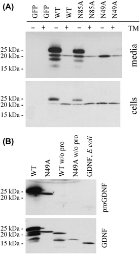 Figure 3. Characterization of N-linked glycosylation. A: Use of the potential N-linked glycosylation sites. CHO cells were transfected with GFP, preproFLAG-GG-GDNF (WT), preproFLAG-GG-GDNFN85A (N85A), or preproFLAG-GG-GDNFN49A (N49A). The cells were incubated in the absence or presence of tunicamycin (TM). After 2 days the media (upper panel) and cell lysates (lower panel) were collected and analysed as in Figure 1A. B: Characterization of unglycosylated GDNF from mammalian cells. PreproFLAG-GG-GDNF (WT), unglycosylated preproFLAG-GG-GDNFN49A (N49A), preFLAG-GG-GDNF (WT w/o pro), and preFLAG-GG-GDNFN49A (N49A w/o pro) were transiently expressed in CHO cells for 2 days and analysed by Western blot analysis with antibodies to proGDNF (Citation18) (upper panel). The filter was stripped and reprobed with antibodies to GDNF (lower panel). Untagged and unglycosylated GDNF from E. coli was included as a control.