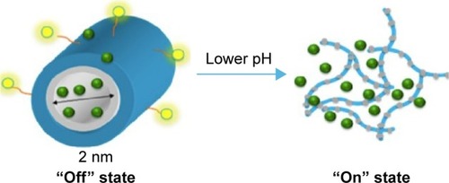 Figure 3 A pH-responsive, “smart” active polymer-delivery system.Notes: Yellow spheres represent folic acid molecules, green represents hydrophobic drugs, blue shows the hydrophilic part of the polymer, and gray is the hydrophobic part of the polymer. Reprinted from Biophys Chem, 214–215, Li X, Mctaggart M, Malardier-Jugroot C, Synthesis and characterization of a pH responsive folic acid functionalized polymeric drug delivery system, 17–26, copyright 2016, with permission from Elsevier.Citation18