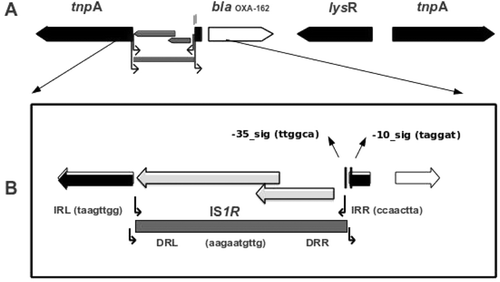 Figure 1.  (A) Schematic map of the construct on the recombinant plasmid pMSH-3-(OXA-162). The coding regions are shown as arrow-head boxes indicating the direction of open reading frame. The insertion sequence IS1R was shown as gray-shaded box. (B) The left insertion sequence IS1999 is disrupted by IS1R between the dedicated promoter signal sequences while leaving the -10 signal intact.