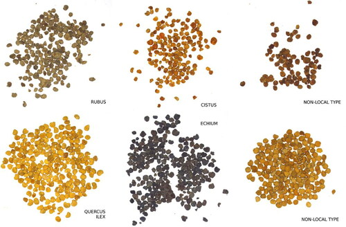 Figure 10. Different images of pollen load samples which were taken with our vision system. Left and central images belong to known pollen types (Rubus, Cistus ladanifer, Quercus ilex, and Echium, respectively). Right images are non-local samples and must be rejected by the system.