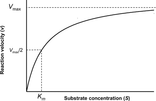 Figure 5 Substrate concentration-reaction velocity curve for an enzyme reaction exhibiting Michaelis-Menten kinetics. The enzyme saturates at high concentrations, reaching a maximum velocity (Vmax). The concentration at which the enzyme velocity is 50% of its maximum is a measure of the enzyme affinity, K m . At low substrate concentrations (up to 50% saturation), the reaction is essentially linear with substrate concentration.