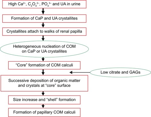 Figure 8 Schema of the process of papillary COM renal stone formation.Abbreviations: CaP, calcium phosphate; COM, calcium oxalate monohydrate; GAGs, glycosaminoglycans; UA, uric acid.