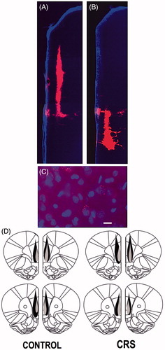 Figure 2. (A–D) Retrograde microbead tracer injections in the PL- and IL-PFC. (A and B) Fluorescence photomicrographs of microbead tracer deposits within the PL-PFC (A) and IL-PFC (B) of the same animal. (C) Digital image showing examples of DAPI-stained IL-PFC cell bodies (blue) retrogradely labeled with red microbead tracer. Scale bar = 20 µm. (D) Schematic reconstruction of the maximum (black) and minimum (shaded) spread of microbead tracer injections within the PFC of control and CRS animals.