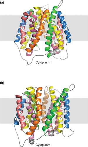 Figure 4. Comparison of (a) inward- and (b) outward-facing models of NupG. TM helices 1–12 are numbered and shown in cartoon form, with evolutionarily-related helices in the N- and C-terminal halves of the protein being given the same colour. The grey rectangles indicate the likely location of the hydrophobic core of the lipid bilayer.