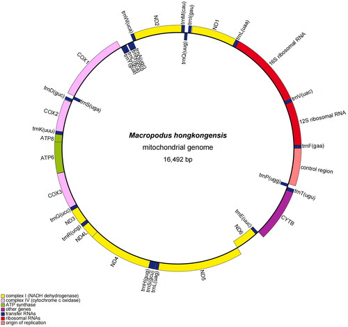 Figure 2. Mitogenome gene map of the M. hongkongensis (OQ630878.1).