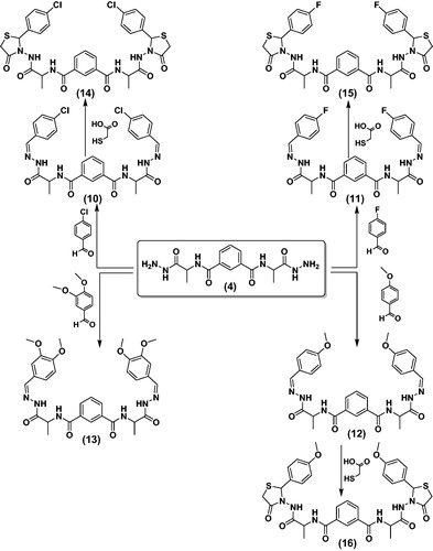 Scheme 3. Synthetic routes for N1,N3-bis-(1-hydrazinyl-1-oxopropan-2-yl) isophthalamide derivatives 10–16.
