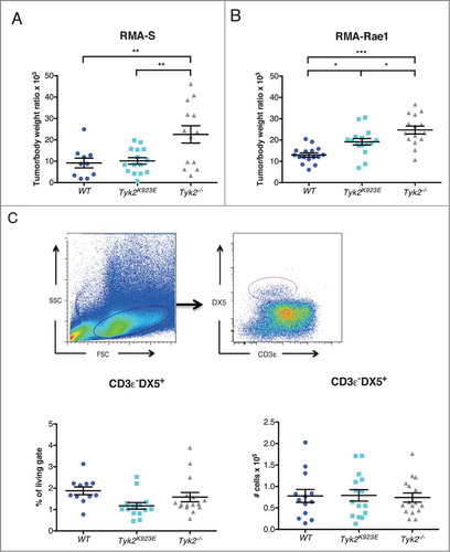Figure 6. Mice expressing kinase-inactive TYK2 show improved tumor growth control compared to TYK2-deficient mice. (A) 10Citation6 RMA-S or (B) 10Citation6 RMA-Rae1 cells were injected s.c. into the right and left flank of WT, Tyk2K923E and Tyk2−/− mice and tumor growth was monitored for 15 or 11 d, respectively. Relative tumor weight is depicted for individual tumors; horizontal lines represent mean values ± SEM from two independent experiments (n = 10−16 per genotype). (C) Tumor infiltrating NK cells were analyzed in RMA-Rae1 tumors by flow cytometry using presented gating strategy (upper panel). The graphs show percentage (left panel) and total amount (right panel) of NK cells. Mean ± SEM of two independent experiments is presented (n = 14−16 per genotype). (A–C) * P < 0.05, ** P < 0.01, *** P < 0.001.