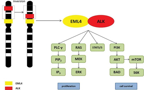 Figure 1. EML4-ALK fusion oncogene and downstream signaling pathways. Information from Shaw et al. [Citation3] and Roskosky.[Citation6]