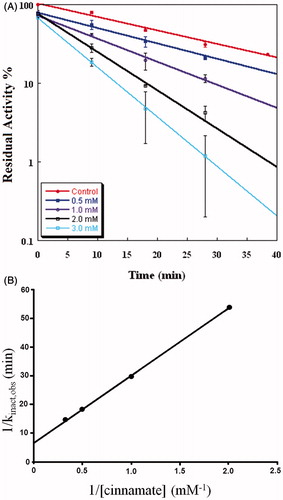 Figure 3. Inactivation of PHM by cinnamic acid. (A) PHM was incubated at 37 °C in the presence of the indicated concentration of cinnamate as described in the “Methods” section. At the indicated times, an aliquot was removed and assayed for residual O2 consumption activity. Lines are linear regression fits to the equation: log[(vt/v0)] = (−kobs/2.303)t + C, where v0 is the average initial rate of O2 consumption in the absence of cinnamate, vt is the initial O2 consumption rate at time = t, and C is a constant which should be within experimental error of 2.0. The error bars represent the standard deviation of the duplicate measurements. (B) A reciprocal replot of the inactivation data from panel A.