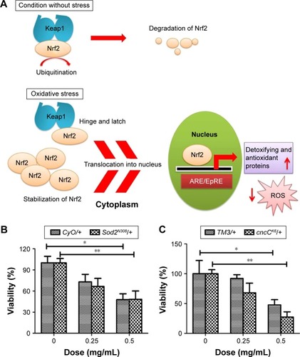 Figure 8 ROS induction is a direct cause of ZnO NP-mediated toxicity in Drosophila melanogaster.Notes: (A) Schematic diagram showing the role of Nrf2 in the antioxidant defense mechanism. (B) Removal of one copy of Sod2 increases the lethality caused by ZnO NP treatment. (C) Removal of one copy of cncC (the Drosophila homolog of Nrf2) further enhanced reduction of viability caused by ZnO NP treatment. These observations suggest that excessive amounts of ROS induced by ZnO NPs adversely affect the viability of organisms in vivo. *P<0.05; **P<0.01.Abbreviations: ROS, reactive oxygen species; NPs, nanoparticles.