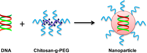 Figure 3. Polyelectrolyte complex method: the nanoparticles formation takes place due to electrostatic interaction between anion (DNA) and cation (chitosan), followed by charge neutralization.