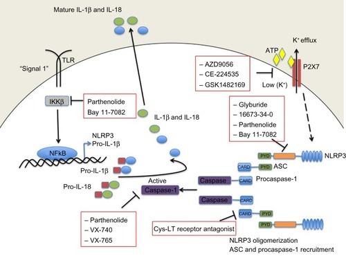 Figure 2 Small-molecule blockade of the NLRP3 inflammasome. Cartoon depicting the mode of action of the various small molecule inhibitors described in detail in the text.Abbreviations: ASC, apoptosis-related speck-like protein containing a caspase recruitment domain; ATP, adenosine triphosphate; CARD, caspase recruitment domain; Cys-LT, cysteinyl leukotriene; IKKβ, inhibitor of κB kinase β; IL, interleukin; NF-κB, nuclear factor kappa B; P2X7, P2X purinergic receptor 7; PYD, pyrin domain; TLR, Toll-like receptor.
