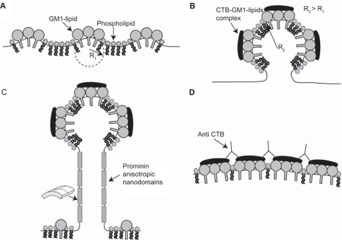 Figure 7 The effects of cholera toxin B (CTB) and prominins on the initial formation and stability of membrane nanotubes. Due to positive spontaneous curvature of GM1 aggregates (see Figure 5B), such small GM1 aggregates would sense and stabilize small membrane protrusions A). The binding of each CTB molecule to a few GM1 aggregates would lead to the aggregation of CTB–GM1 complexes, thereby driving the coalescence of small membrane protrusions into a large spherical protrusion B). Due to flat shape of CTB it is assumed that bound CTB reduces the spontaneous curvature of GM1 aggregates. The neck region of the membrane protrusion attracts anisotropic membrane nanodomains such as prominins, which facilitate and stabilize the growth of membrane nanotubes C). The addition of anti-CTB (pentameric antibodies) may cross-link (intercalate) CTB units, thereby leading to the formation of stiff microdomains that do not allow the growing of membrane nanotubes D).