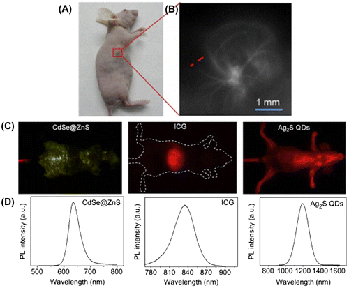 Figure 4. In vivo real-time visualization of tumor-induced angiogenesis. NIR-II fluorescence images of the 4T1 mammary tumor-bearing mouse. Fluorescence images were acquired after 30 min post-tail vein injection of PEGylated Ag2S QDs; (A) Color photo of U87MG tumor-bearing mouse. (B) Amplified fluorescent image of the selected region in (A). (C) In vivo fluorescence images of CdSe@ZnS QDs, ICG (NIR-I), and Ag2S QDs (NIR-II) in nude mice. CdSe@ZnS QDs, ICG, and Ag2S QDs were injected intravenously into mice and fluorescence images were taken after i.v. injection for 5 min under excitation at 455, 704, and 808 nm, respectively. The green-yellow signal of the mouse injected with CdSe@ZnS QDs indicates the strong autofluorescence of tissues in the visible emission window. The red signal concentrated in the liver of the mouse injected with ICG indicates the short blood circulation half-time. The red signal widely distributed in the whole body of mouse injected with Ag2S QDs indicates the long blood circulation half-time. (D) The PL spectra of CdSe@ZnS QDs, ICG, and Ag2S QDs. Reprinted with permission from [Citation118]. Copyright © 2014, Elsevier.