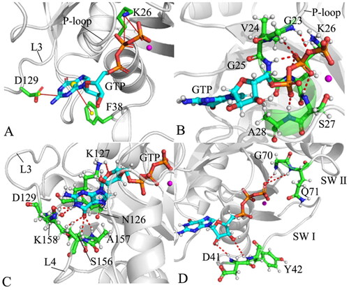 Figure 10. Geometric positions of GTP relative to key residues of M-RAS: (A) the salt bridge interactions of GTP with K26 and D129 as well as the π–π interaction of GTP with F38, (B) HBIs of GTP with residues in the P-loop, (C) HBIs of GTP with residues in the loops L3 and L4 and (D) HBIs of GTP with residues in the switch domains.