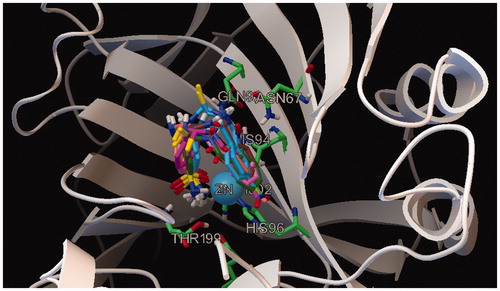 Figure 3. Overlap of all docked compounds inside the enzyme’s active site showing similar mode of binding of sulfonamide moiety with the Zn center of the active site.