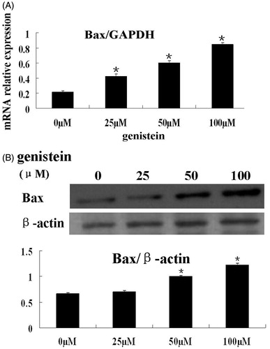 Figure 3. Genistein decreased the expression of Bax in HCT-116 cells. (A) HCT-116 cells were treated with 0, 25, 50, and 100 μM of genistein for 48 h. The mRNA levels of Bax were determined by real-time PCR with GAPDH as internal control. (B) HCT-116 cells were treated with 0, 25, 50, and 100 μM of genistein for 48 h. The protein levels of Bax were determined by Western blot with β-actin as loading control. The results of real-time PCR and western blot assays are presented as mean ± SD for triplicate experiments. *p < 0.05 versus the control group (0 µM).