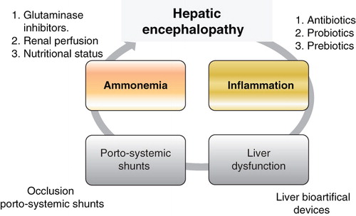 Figure 3. Key aspects in the treatment of overt hepatic encephalopathy.