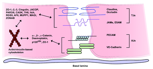 Figure 3. Assembly of endothelial tight junctions. Transmembranous molecules like claudins, occludin, junctional adhesion molecules (JAMs) and endothelial selective adhesion molecule (ESAM) are important tight junction components. On the cytoplasmic site these proteins are connected to adaptor and regulatory/signaling proteins [zonula occludens-1, -2 and -3 (ZO-1–3), cingulin, junction-associated coiled-coil protein (JACOP), the partitioning defective proteins 3 and 6 (PAR3/6), Ca2+-dependent serine protein kinase (CASK), tight junction-associated protein 7H6, Itch (E3 ubiquitin protein ligase), regulator of G-protein signaling 5 (RGS5), afadin (AF6), multi-PDZ-protein 1 (MUPP1), MAGI (membrane-associated guanylate kinase with inverted orientation of protein-protein interaction domains), ZO-1-associated nucleic acid-binding protein (ZONAB)], which link the membranous components to the actin/vinculin-based cytoskeleton. Vascular endothelial cadherin (VE-cadherin) and the platelet-endothelial cell adhesion molecule (PECAM) are components of endothelial adherens junctions and interact via homophilic bindings. Catenins, desmoplakin and p120 catenin (p120ctn) connect the adherence junction proteins with the cytoskeleton (modified from ref. Citation55, with permission).