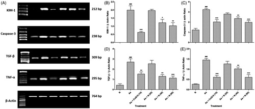 Figure 1. Effect of naringin on sodium arsenite-induced alteration in renal mRNA expression of KIM-1, Caspase-3, TGF-β and TNF-α in rats (A), quantitative representation of mRNA expression of KIM-1 (B), Caspase-3 (C), TGF-β (D) and TNF-α (E). Results are represented as mean ± SEM, (n = 4) Data was analyzed by One-way ANOVA followed by post hoc Dunnett’s tests. *p < 0.05, **p < 0.01 and ***p < 0.001 as compared with the Arsenic Control group. ###p < 0.001 as compared to normal group. N: Normal group; As: Arsenic Control group; CoQ10 (10): Coenzyme Q10 (10 mg/kg, p.o.) treated group; N (20): naringin (20 mg/kg, p.o.) treated group; N (40): naringin (40 mg/kg, p.o.) treated group and N (80): naringin (80 mg/kg, p.o.) treated group.