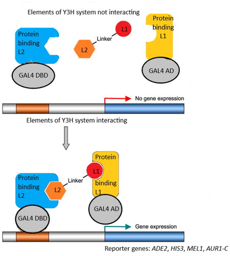 Figure 1. The idea of yeast three-hybrid (Y3H) system [31]. Components: I. Hybrid ligand composed of ligand 1 (L1), linker and ligand 2 (L2) II. First hybrid protein comprised of protein binding L1 and activating domain (AD) of yeast GAL4 transcription factor. III. Second hybrid protein comprised of protein binding L2 and DNA-binding domain (DBD) of yeast GAL4 transcription factor.