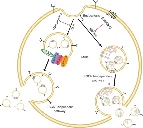 Figure 1. Exosomes are released from intracellular compartments known as multi-vesicular bodies (MVBs). MVBs biogenesis is associated with two different mechanisms: ESCRT-dependent and ESCRT-independent pathways.