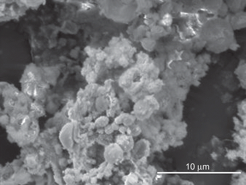 Figure 11.  SEM image of the sample A1 after 30 min contact with pH 7.4 phosphate buffer solution.