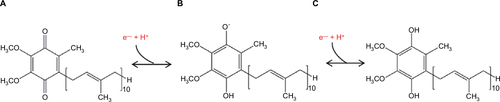 Figure 1 Structure of CoQ10. (A) Ubiquinone, CoQ (2,3-dimethoxy-5-methyl-6-decaprenyl-1,4-benzoquinone); (B) semiquinone radical form, CoQH.; and (C) ubiquinol, CoQH (2,3-dimethoxy-5-methyl-6-decaprenyl-1,4-benzohydroquinone).