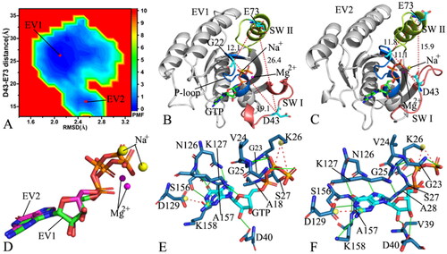 Figure 6. FEL and representative structures of the GTP-P40D/D41E/L51R M-RAS complex: (A) FEL with two energy valleys EV1 and EV2, (B) the structure located at the EV1, (C) the structure trapped at the EV2, (D) structural superimposition of GTP and magnesium ions situated at the EV1-EV2 and (E) interaction network of GTP with M-RAS in the incompact state of the switch domains and (F) interaction network of GTP with M-RAS in the compact state of the switch domains. In this figure, M-RAS, GTP and ions Mg2+ and Na+ depicted in cartoon, stick and ball patterns. The PMF was scaled in kcal/mol and the distance was indicated in Å.