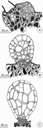 Figure 2. Diagram showing major developmental stages of FBs on the leaf of C. pachystachya. A, Initial stage of FB formation, note the elevation of epidermis due to proliferation of the underlying tissue; B–C, FB at the expansion stage, note the effects of cell expansion and, in C, the persistence of meristematic activity in the stalk cells.