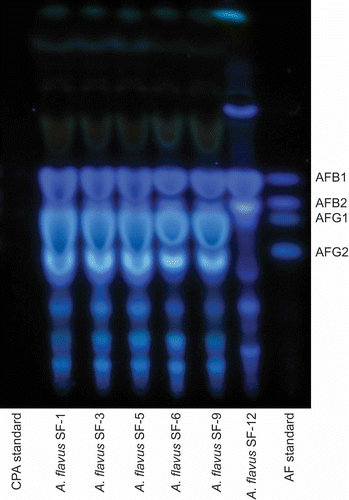 Figure 2. TLC plate showing fluorescence of B and G aflatoxins under long-wave UV illumination (365 nm). The aflatoxin bands are noted on the right side of the image. These bands correspond to the AF standard lane noted at the bottom right of the image. The CPA standard, which does not fluoresce under UV, is noted on the bottom left lane. Between both standard lanes are the Aspergillus flavus isolates sampled.