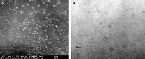 Figure 2.  Electron microscopic images for extruded TQ encapsulated liposomes; (A) SEM image (B) TEM image. The average diameter of liposomes is about 100 nm.