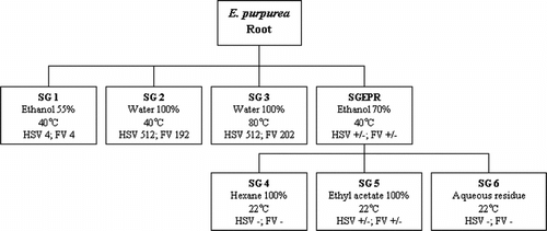 Figure 1 Fractionation scheme for Echinacea purpurea. root. Numbers in boxes represent cpe end-point dilutions in antiviral assays. HSV, herpes simplex virus; FV, influenza virus. There were no anti-rhinovirus activities in these fractions.
