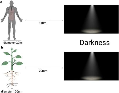 Figure 6. Comparative perception of darkness in Arabidopsis and human being. The Arabidopsis thaliana seedling (about 100 μm in diameter) positioned at 20 mm from darkness is equivalent to a person with a diameter of 0.7 m being situated 140 m away from darkness.