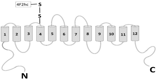 Figure 1. Structure of the functional chain-xCT with 12 TM domains and both the N-and C-termini are located intracellularly. Light chain is attached at TM4 by forming disulphide bond. There is a re-entrant loop in between TM2 and 3. On addition to this the binding and transporter activity is associated to TM8 (adapted from Gasol et al., Citation2004).