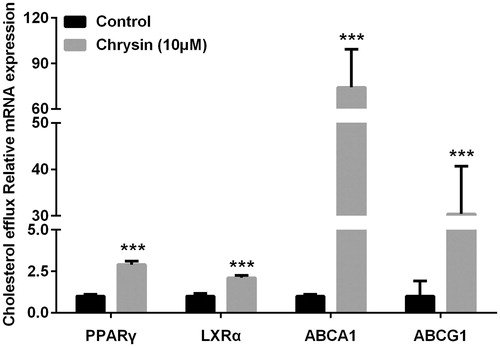 Figure 4. Chrysin increases transcription of PPARγ, LXRα, ABCA1, and ABCG1 in RAW264.7 macrophages. mRNA levels were quantified by real-time PCR using specific primers. Values represent mean ± SD. Results are representative of three different experiments. ***p < 0.001 versus the control group.