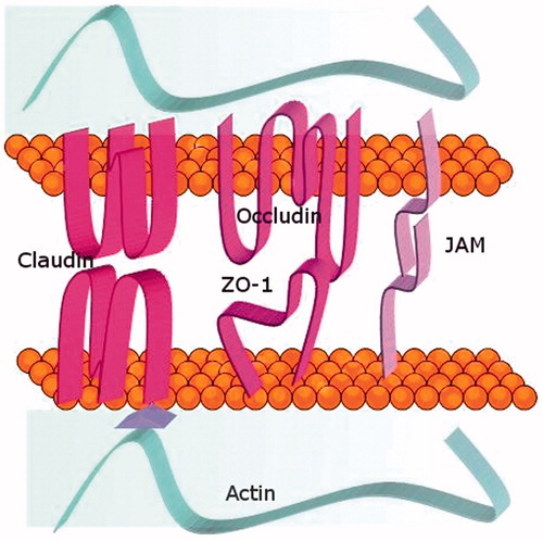 Figure 2. The tight junctions. Structure of the main proteins that form the tight junctions. They are proteins with extracellular domains that mediate physical interactions and intracellular domains that anchor to the cytoskeleton.