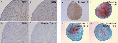 Figure 2. Chondrocyte pellets at day 21 produced from human bone marrow-derived mesenchymal stem cells. A–D. Immunostaining of TLR1 (panel A), TLR2 (panel B), and TLR9 (panel C) compared to negative staining control (panel D). Magnification 200×. E–G. Collagen type-II immunostaining (Collagen II, panel E) and Safranin O staining of untreated 3D chondrocyte pellets (control, panel F) compared to pellets treated with 5 ng/mL TNF-α (panel G) and 100 ng/mL TNF-α (panel H) (showing dose-dependent depletion of proteoglycans in the presence of TNF-α). Magnification 100×.