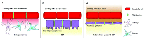Figure 1. Barrier sites in the CNS. The CNS contains three main barrier sites: (1) The blood-brain barrier which is formed by specialized brain capillary endothelial cells, (2) the barrier between the blood and the cerebrospinal fluid that exists at the choroid plexus epithelial cells and (3) the arachnoid epithelium presenting the middle layer of the meninges. While the endothelial cells of the BBB restrict the migration of potentially harmful blood-born agents to the central-nervous tissue, the choroid plexus epithelium and the arachnoid epithelium protect the cerebrospinal fluid. Tight junctions between endothelial and epithelial cells seal the intercellular spaces and minimize paracellular pathways.