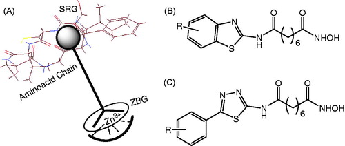 Figure 2. A pharmacophore motif of HDACIs (A) and benzothiazole/5-substitutedphenyl-1,3,4-thiadiazole-based hydroxamic acids as HDACIs (B and C).
