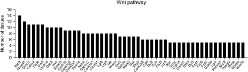 Figure 2. Frequency of representative rhythmically expressed genes in the functional category Wnt receptor signaling pathway selected according to the Gene Ontology classification [GO:0016055]. For further details, see Figure 1, and also Supplementary Table II (to be found online at http://informahealthcare.com/doi/abs/10.3109/07853890.2014.892296).