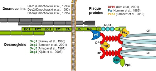 Figure 1. Schematic representation of the molecular constituents of the desmosome and their significance in pemphigus autoimmunity. The first reports describing desmosomal molecules as target antigens of pemphigus have been listed in the figure. For example, Stanley et al. reported in 1986 that Dsg1 was targeted by pemphigus autoimmunity, i.e. patients with pemphigus developed anti-Dsg1 IgG. Note that later studies have confirmed and further investigated the role of these antigens in the pathogenesis of pemphigus. Dsc, desmocollin; Dsg, desmoglein; DP, desmoplakin; Pg, plakoglobin; Pkp, plakophilin.