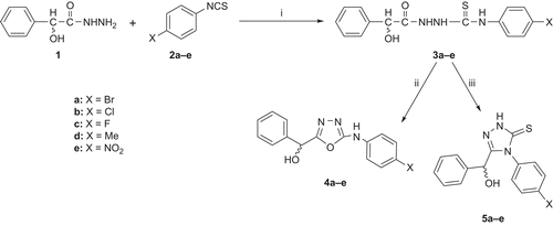 Scheme 1.  Synthesis of 1,3,4-oxadiazoles and 1,2,4-triazole-3-thiones. Reagents and conditions: (i) MeOH, reflux; (ii) Hg(OAc)2; (iii) 5% NaOH.