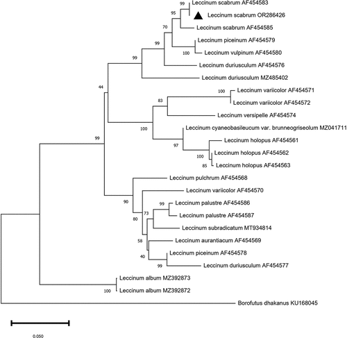 Figure 4. Neighbour-joining tree based on phylogenetic analysis of the ITS1–5.8S rDNA-ITS2 sequences of Leccinum spp. Bootstrap percentages calculated from 1,000 re-samplings are indicated at nodes. The GenBank number with a triangle represents the sequence obtained in this study and deposited in the GenBank database.