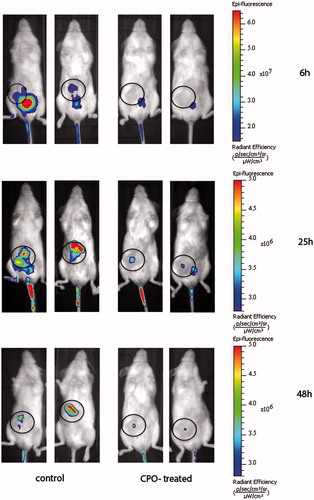 Figure 1. The fluorescent image of the experimental animals at the different time points. ATX activity in vivo was estimated by the using ATX-Red-2, an in-vivo imaging probe, at a final dose of 0.5 mg/kg, for the visualization of enzymatic activity. The data were collected at three time points as indicated. Circle shows the tumor location.