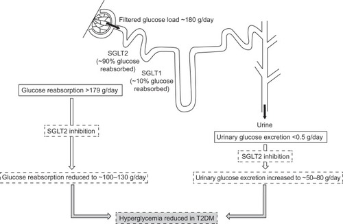 Figure 1 Renal tubular reabsorption of glucose.