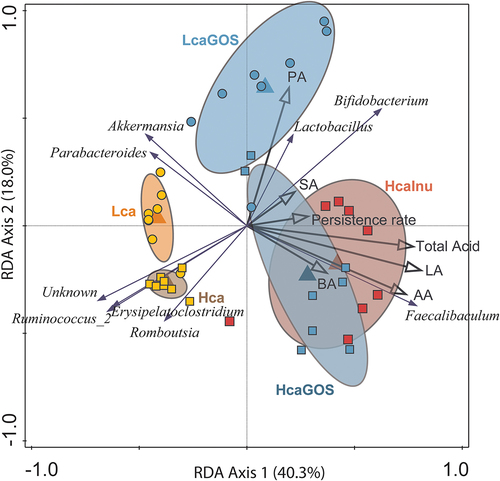 Figure 2. Exploring the relation between persistence, microbiota and fecal organic acid levels. RDA with the endogenous microbiota (genera) as response variables and the explanatory variable of diet: Hca (yellow squares), Lca (yellow circles), HcaGOS (blue squares), LcaGOS (blue circles) and HcaInu (red squares) with fecal organic lactic (LA), succinic (SA), acetic (AA), propionic (PA) and butyric (BA) acid levels, total acid levels and the persistence rate (i.e., inverse of linear decline rate) as supplementary variables. Blue arrows correspond to selected genera associated with the dietary regimes.