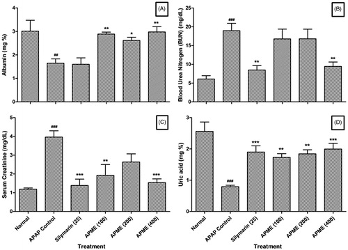 Figure 1. Effect of treatment of APME on albumin (A), blood urea nitrogen (B), serum creatinine (C), and uric acid (D) in paracetamol-induced toxicity in rats. Data are expressed as mean ± SEM (n = 6) and analyzed by one-way ANOVA followed by Dunnett's test for each parameter separately. *p < 0.05, **p < 0.01, and ***p < 0.001 as compared with the APAP group and ##p < 0.01 and ###p < 0.001 as compared with the normal group.