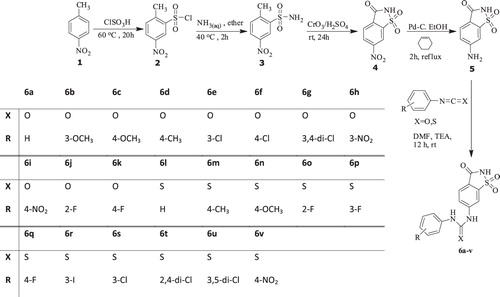 Scheme 1.  Synthesis of 6-(phenylurenyl/thiourenyl) saccharin (6a--v) derivatives.